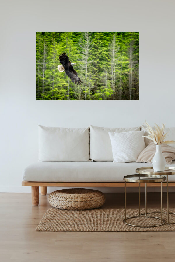 frame of a flying bald eagle, displayed in a living room