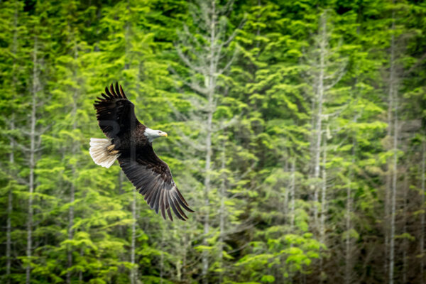 Blad eagle in flight