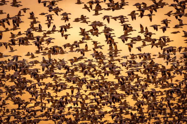 Large flock of flying snow geese.