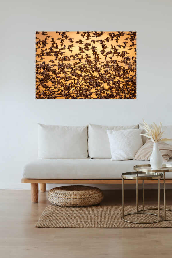 frame of a flying flock of snow geese, displayed in a living room